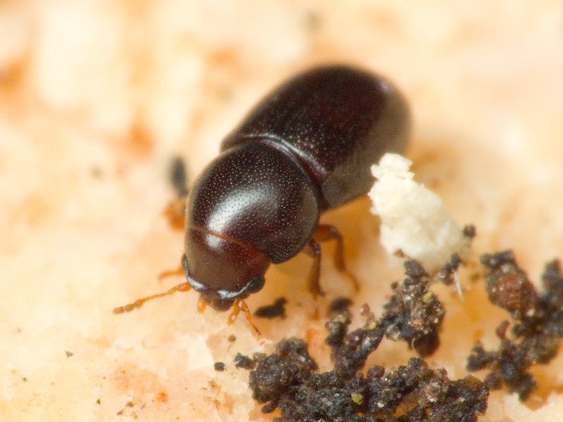 Cis jacquemartii Mellie, 1848